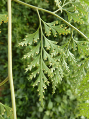 Davallia denticulata