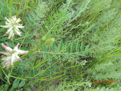 Astragalus uliginosus