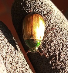 Anomala dubia