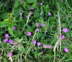 Geranium × oxonianum