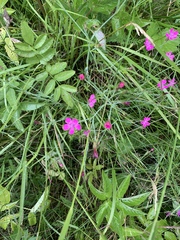 Dianthus deltoides deltoides