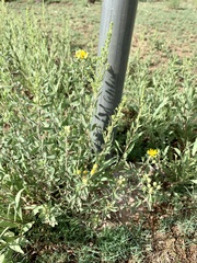 Heterotheca cryptocephala