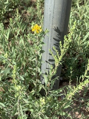 Heterotheca cryptocephala