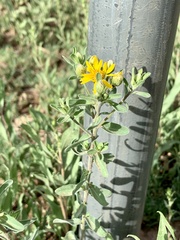 Heterotheca cryptocephala