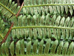 Alsophila camerooniana