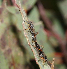 Squamopygia