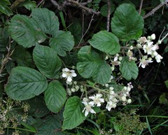 Rubus newbouldii