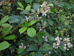 Rubus newbouldii