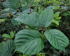 Rubus newbouldii