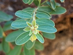 Phyllanthus fuernrohrii