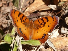 Catacroptera cloanthe cloanthe