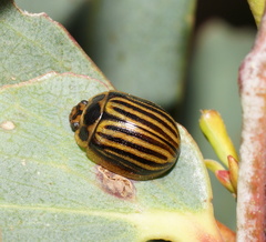 Paropsisterna lignea