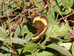 Junonia elgiva