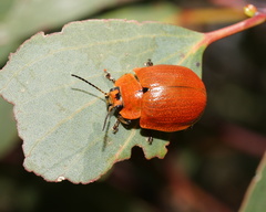 Paropsis augusta