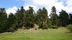 Abies cephalonica