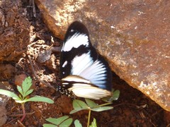 Hypolimnas anthedon wahlbergi