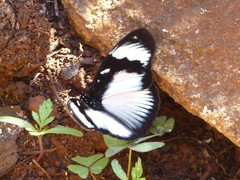 Hypolimnas anthedon wahlbergi