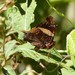 Antanartia schaeneia dubia - Photo (c) rguinness, algunos derechos reservados (CC BY-NC), uploaded by rguinness