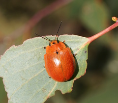 Paropsis augusta