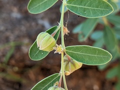 Phyllanthus fuernrohrii