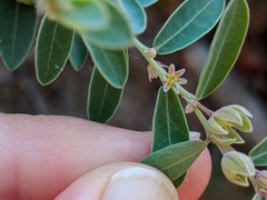 Phyllanthus fuernrohrii