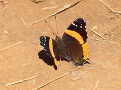 Vanessa dimorphica dimorphica