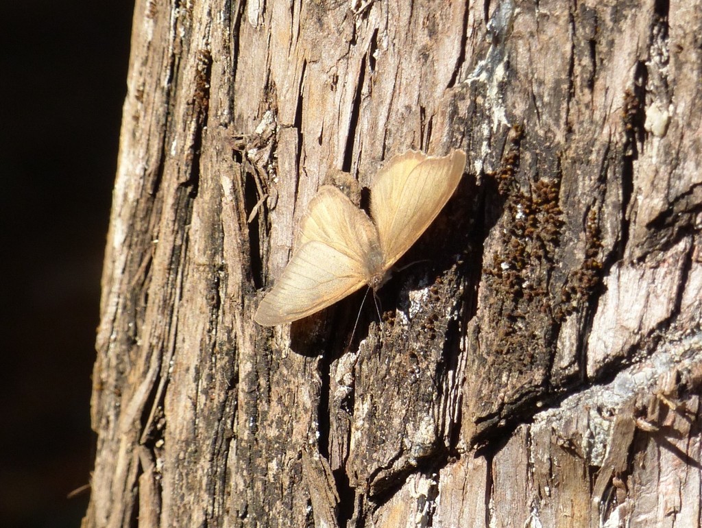 obscure tree nymph