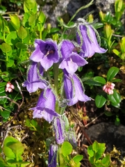 Campanula alpina