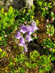 Campanula alpina