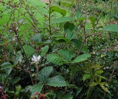 Rubus dasyphyllus