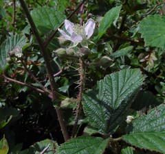 Rubus dasyphyllus