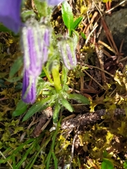 Campanula alpina