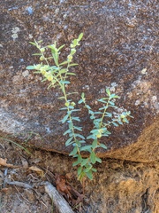 Phyllanthus fuernrohrii