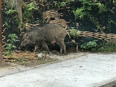 Sus scrofa moupinensis