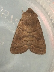 Hoplodrina octogenaria