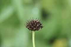 Trollius