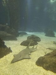 Rhynchobatus djiddensis