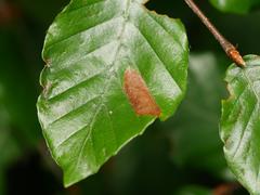 Phyllonorycter maestingella