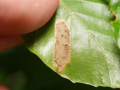 Phyllonorycter maestingella