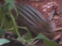 Lemniscomys striatus