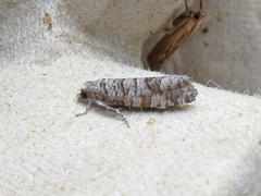 Retinia gemistrigulana