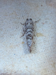 Retinia gemistrigulana