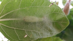 Chrysodeixis chalcites