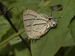 Hemiolaus caeculus tsodiloensis