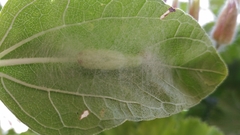 Chrysodeixis chalcites