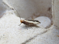 Dichomeris inserrata