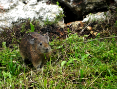 Ochotona macrotis