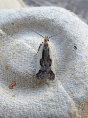 Dichomeris inserrata