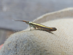 Coleophora mayrella