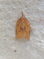 Sparganothis xanthoides